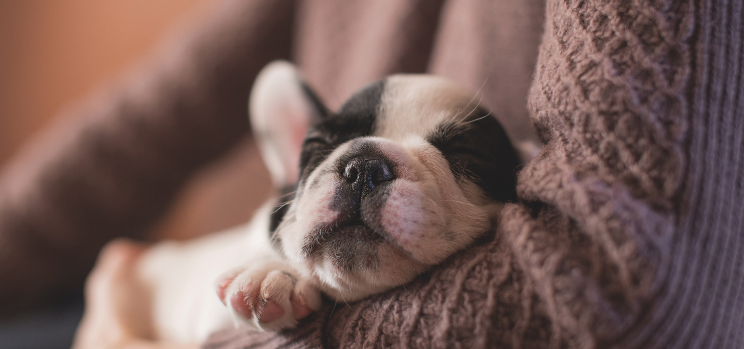 cuccioli2