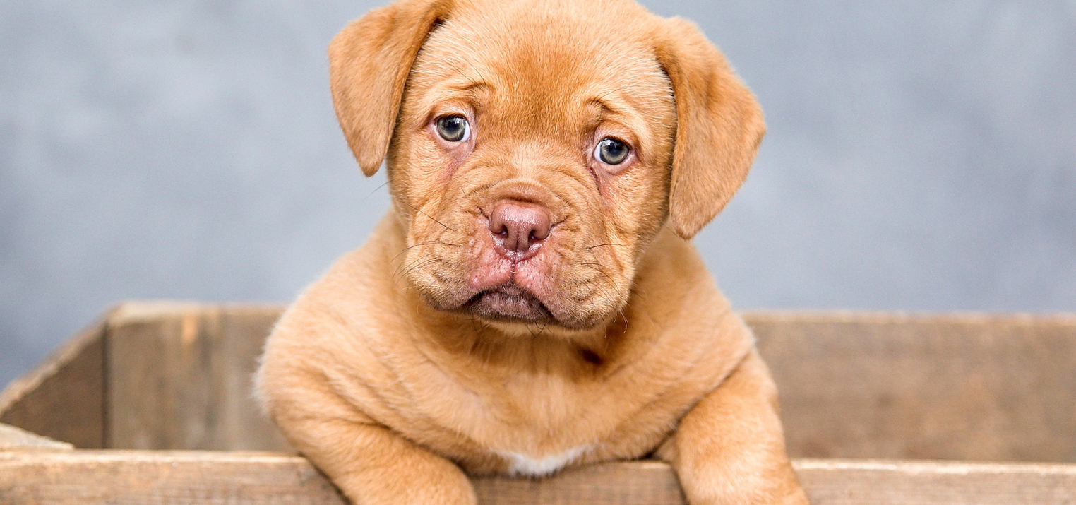 cuccioli5